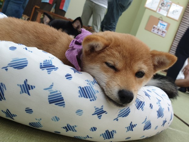 shiba1